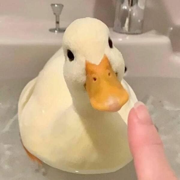 duck pics, Cute animal pictures, Adorable ducklings, Baby animal pictures, Animal cuteness overload