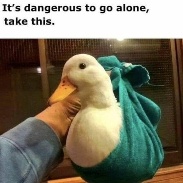 duck pics, Cute animal pictures, Adorable ducklings, Baby animal pictures, Animal cuteness overload