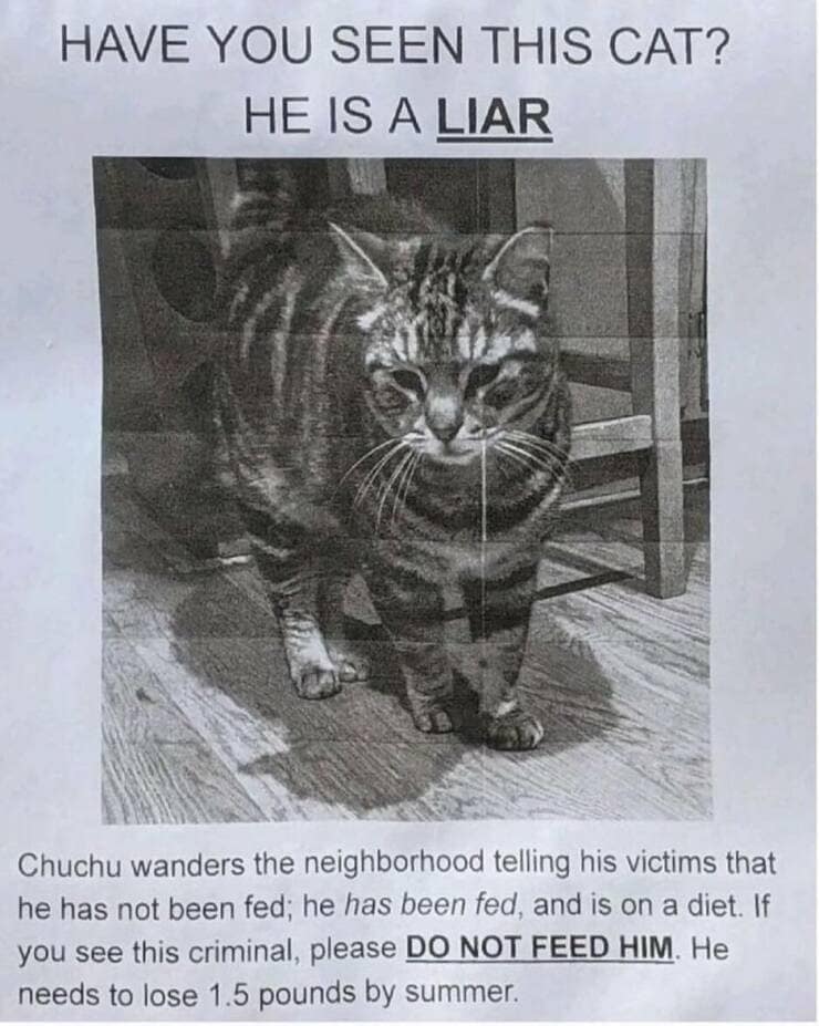 funny memes. HAVE YOU SEEN THIS CAT? HE IS A LIAR Chuchu wanders the neighborhood telling his victims that he has not been fed; he has been fed, and is on a diet. If you see this criminal, please DO NOT FEED HIM. He needs to lose 1.5 pounds by summer.