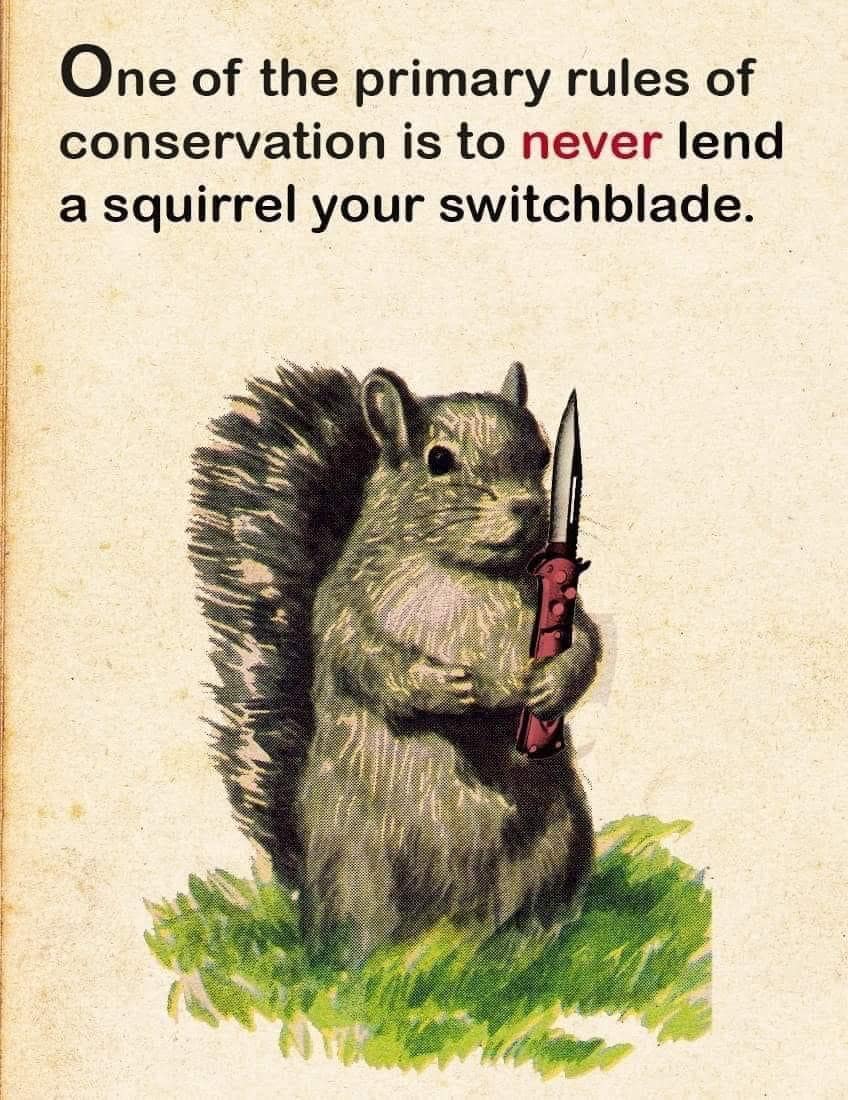 funny memes. One of the primary rules of conservation is to never lend a squirrel your switchblade.