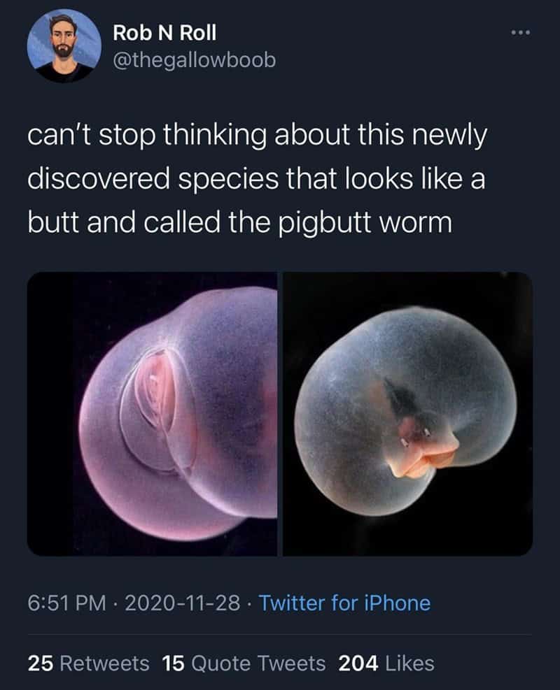funny observations. can't stop thinking about this newly discovered species that looks like a butt and called the pigbutt worm