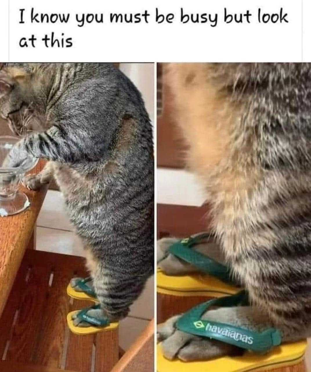 funny pics. I know you must be busy but look at this