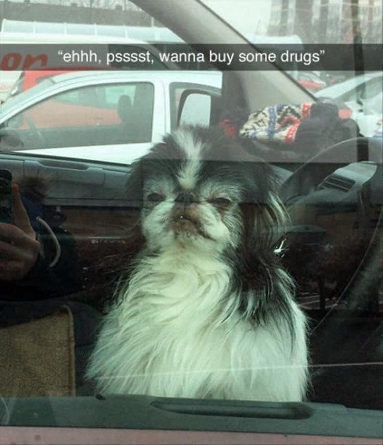 funny pics. "ehhh, psssst, wanna buy some drugs"