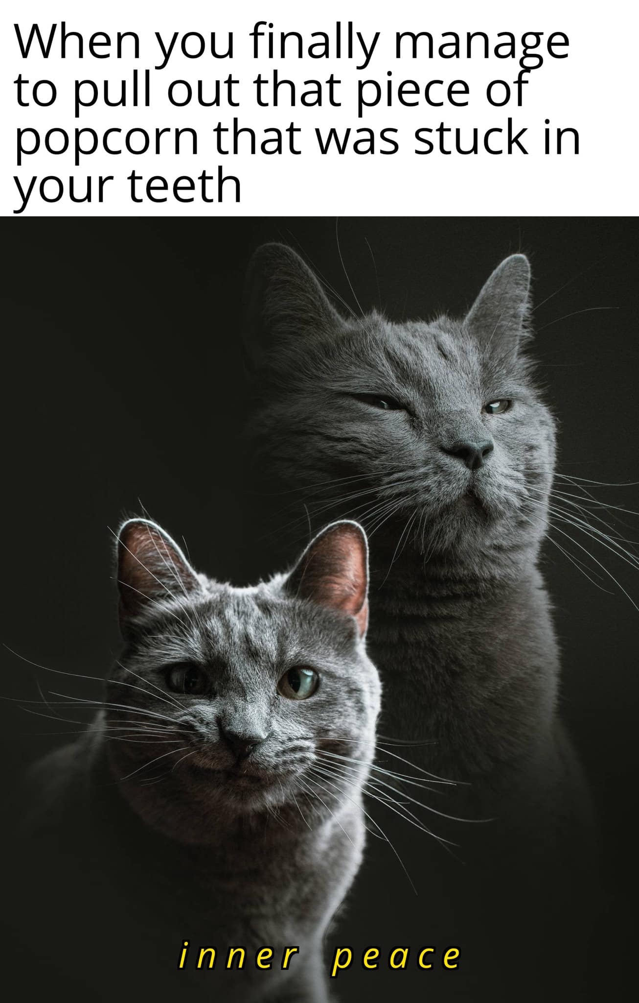 finny pics, funny memes, funny photos, funniest pictures