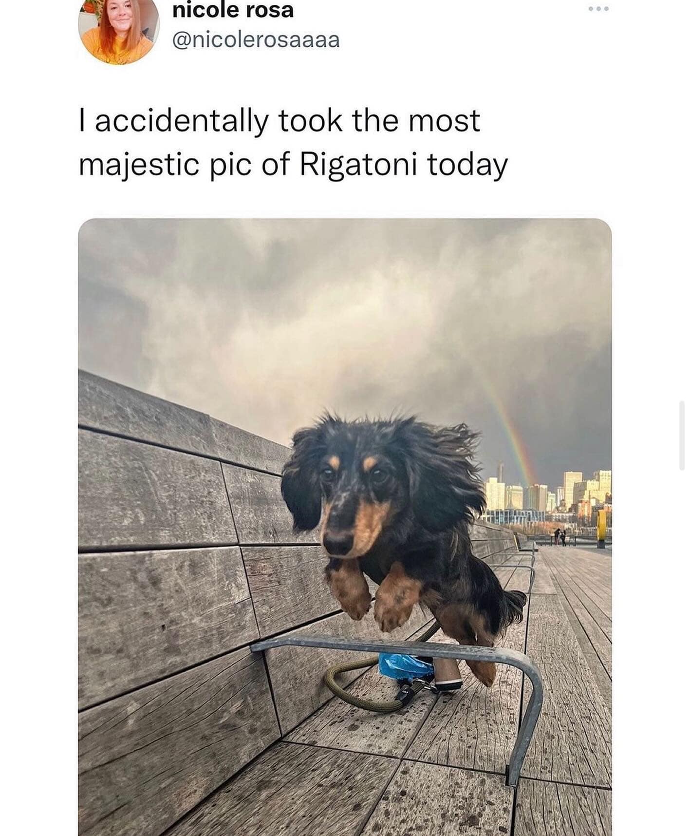 funny pics. I accidentally took the most majestic pic of Rigatoni today