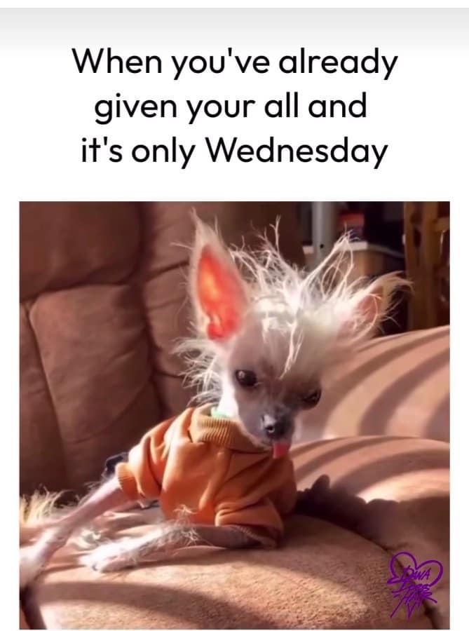 funny pics, funny memes, funny photos, funniest pictures