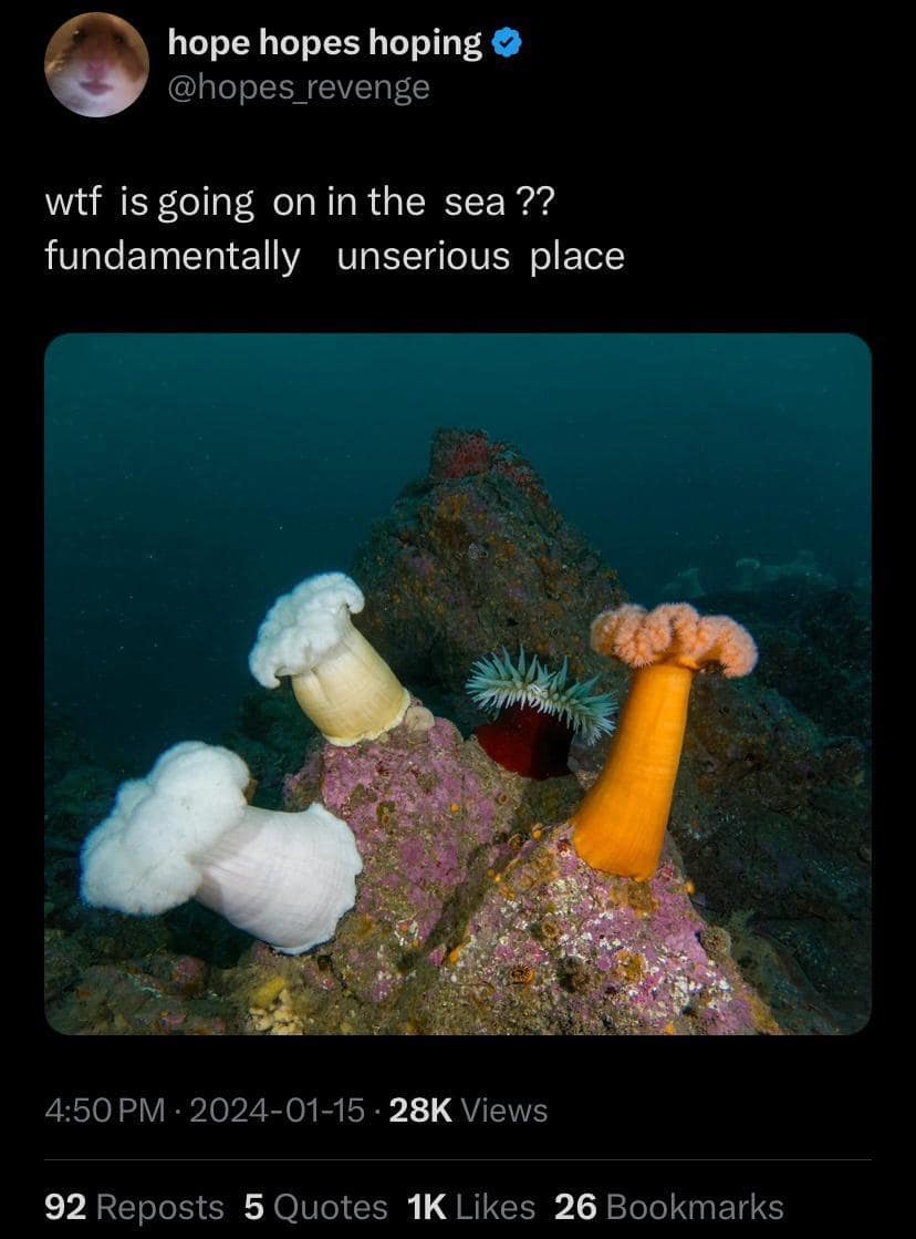 what is going on in the sea ?? fundamentally unserious place