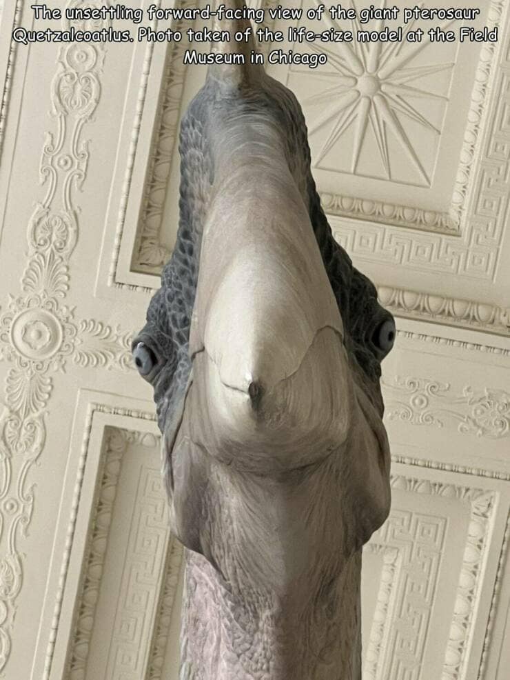 funny pic The unsettling forward-facing view of the giant pterosaur Quetzalcoatlus. Photo taken of the life-size model at the Field Museum in Chicago