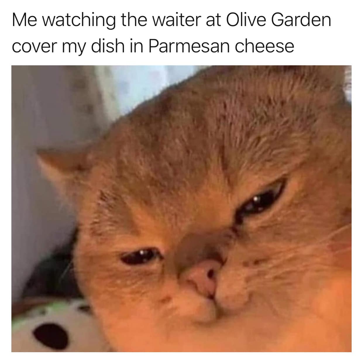 funny pics. Me watching the waiter at Olive Garden cover my dish in Parmesan cheese