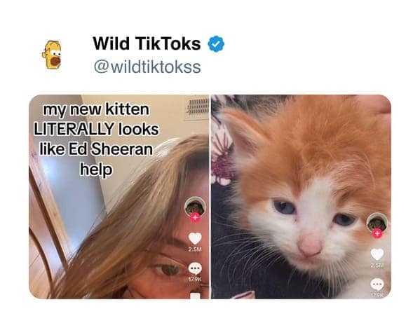 funny tiktok screenshots, Bizarre TikTok Trends, Hilarious Comment Sections, Unexplained TikTok Challenges, Outlandish TikTok Fads