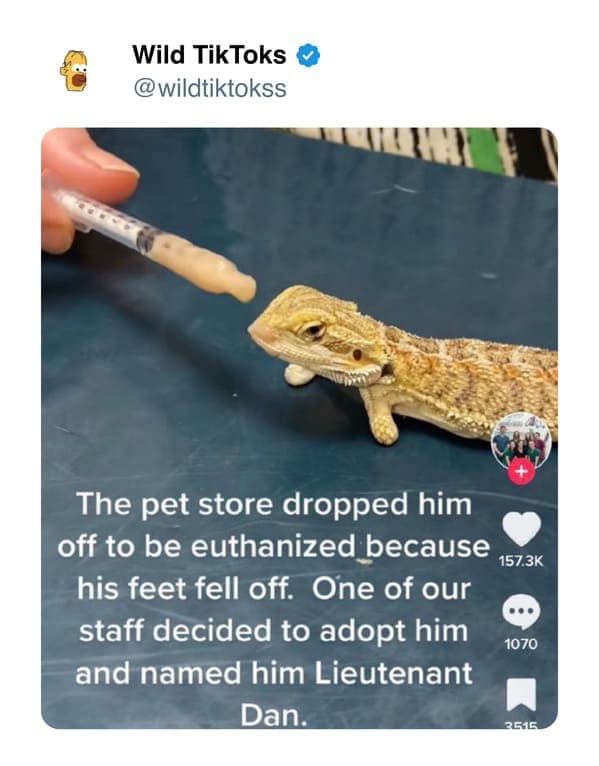 funny tiktok screenshots, Bizarre TikTok Trends, Hilarious Comment Sections, Unexplained TikTok Challenges, Outlandish TikTok Fads