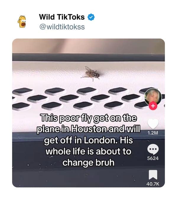 funny tiktok screenshots, Bizarre TikTok Trends, Hilarious Comment Sections, Unexplained TikTok Challenges, Outlandish TikTok Fads