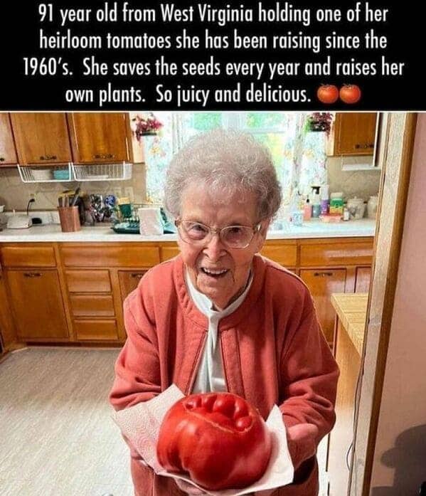 gardening memes. 91 year old from West Virginia holding one of her heirloom tomatoes she has been raising since the 1960's. She saves the seeds every year and raises her own plants. So juicy and delicious.