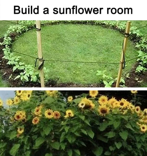 gardening memes. Build a sunflower room
