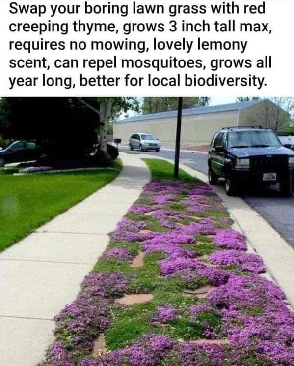 gardening memes. Swap your boring lawn grass with red creeping thyme, grows 3 inch tall max, requires no mowing, lovely lemony scent, can repel mosquitoes, grows all year long, better for local biodiversity.