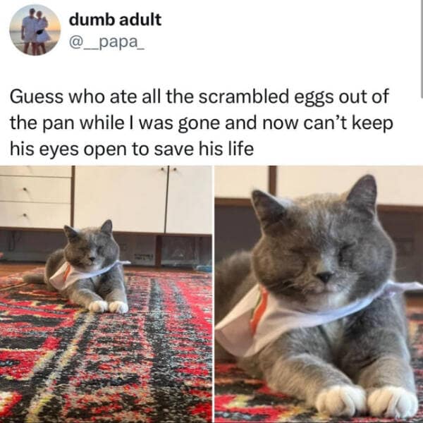 meme dump, funny memes, hilarious memes