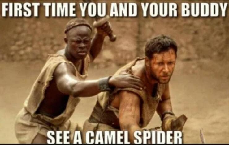 military memes. FIRST TIME YOU AND YOUR BUDDY SEE A CAMEL SPIDER