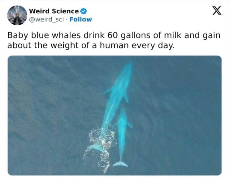 Weird science facts. Baby blue whales drink 60 gallons of milk and gain about the weight of a human every day.