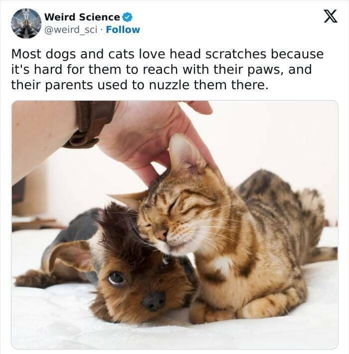 Weird science facts. Most dogs and cats love head scratches because it's hard for them to reach with their paws, and their parents used to nuzzle them there.