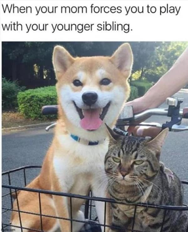 wholesome memes, heartwarming memes, uplifting memes, feel-good memes, inspirational memes, motivational memes