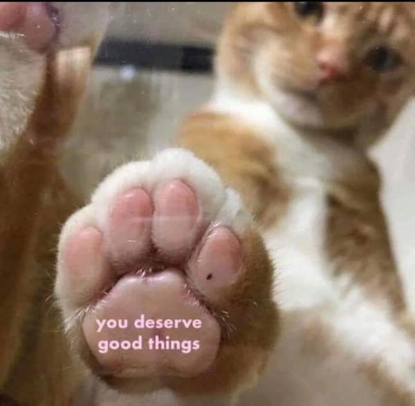 wholesome memes, heartwarming memes, uplifting memes, feel-good memes, inspirational memes, motivational memes