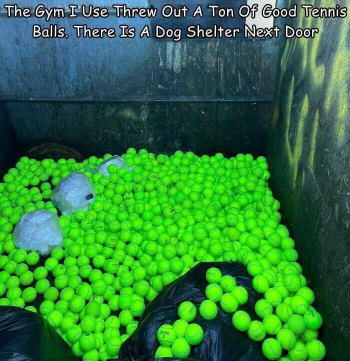 worst gyms. The Gym I Use Threw Out A Ton Of Good Tennis Balls. There Is A Dog Shelter Next Door