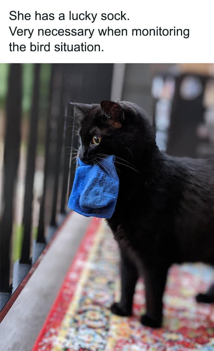 animal memes, funny animal jokes, pet humor, wildlife memes, creature comedy, furry funnies, zoological humor