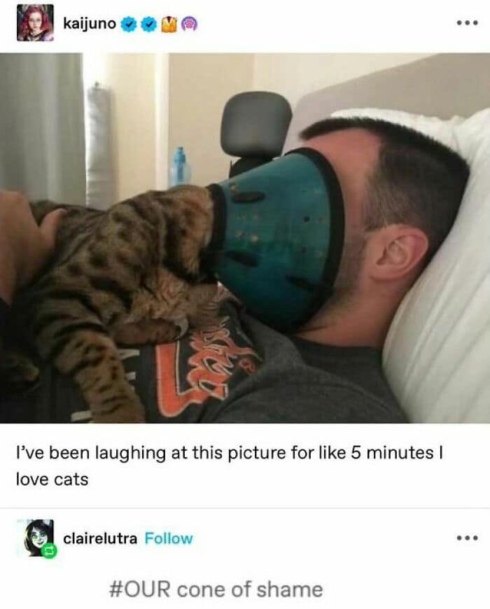 animal memes, funny animal jokes, pet humor, wildlife memes, creature comedy, furry funnies, zoological humor