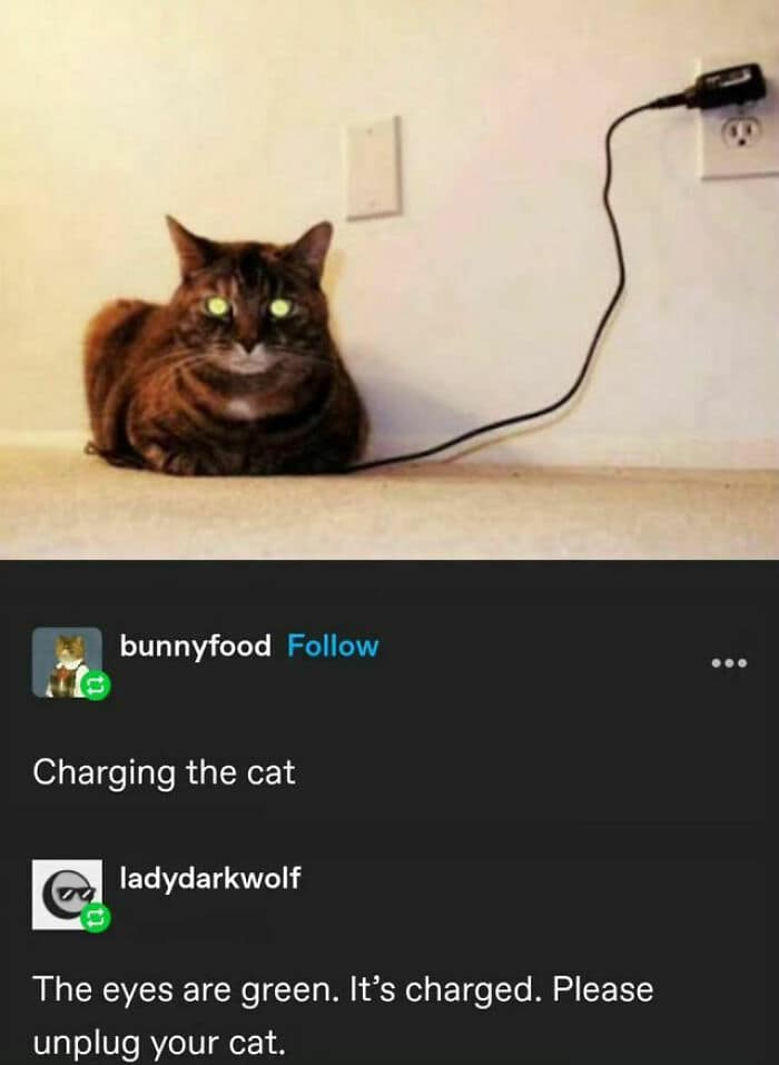 animal memes, funny animal jokes, pet humor, wildlife memes, creature comedy, furry funnies, zoological humor