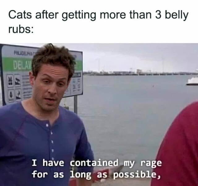 animal memes, pet memes, funny animal pictures, hilarious pet moments, animal jokes, pet humor, funny animal memes