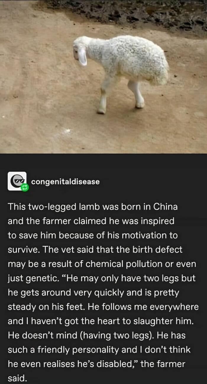 animal memes, funny animal jokes, pet humor, wildlife memes, creature comedy, furry funnies, zoological humor