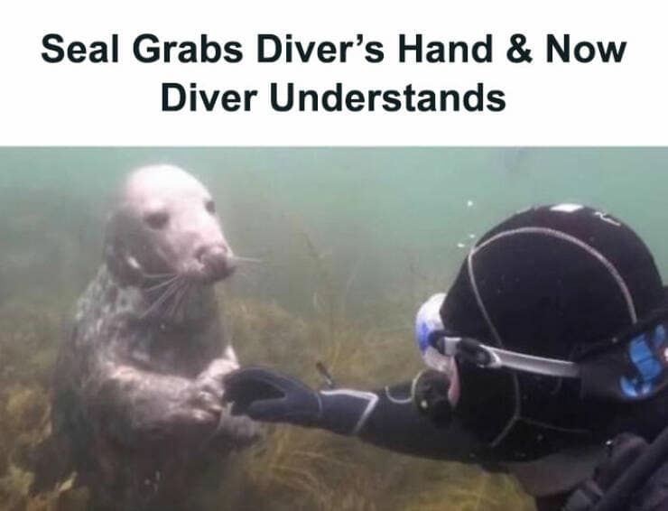 animal memes, pet memes, funny animal pictures, hilarious pet moments, animal jokes, pet humor, funny animal memes