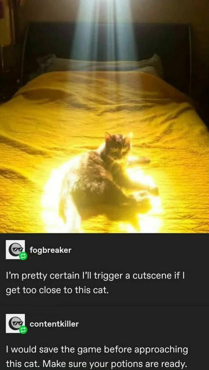 animal memes, funny animal jokes, pet humor, wildlife memes, creature comedy, furry funnies, zoological humor