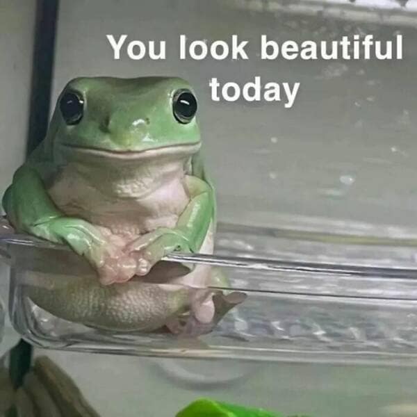 animal memes, pet memes, funny animal pictures, hilarious pet moments, animal jokes, pet humor, funny animal memes