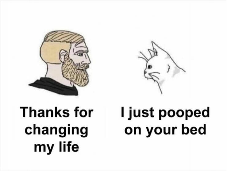 animal memes, pet memes, funny animal pictures, hilarious pet moments, animal jokes, pet humor, funny animal memes