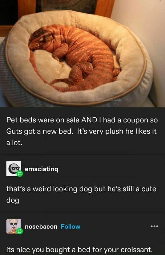 animal memes, funny animal jokes, pet humor, wildlife memes, creature comedy, furry funnies, zoological humor