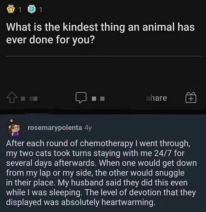 animal memes, funny animal jokes, pet humor, wildlife memes, creature comedy, furry funnies, zoological humor