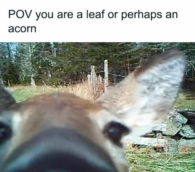 animal memes, pet memes, funny animal pictures, hilarious pet moments, animal jokes, pet humor, funny animal memes