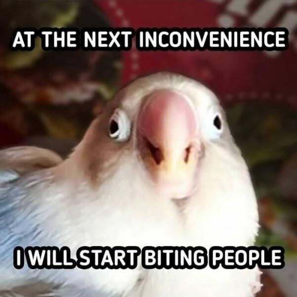 animal memes, pet memes, funny animal pictures, hilarious pet moments, animal jokes, pet humor, funny animal memes