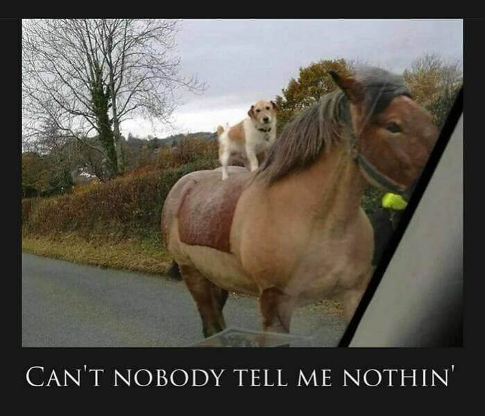 animal memes, pet memes, funny animal pictures, hilarious pet moments, animal jokes, pet humor, funny animal memes