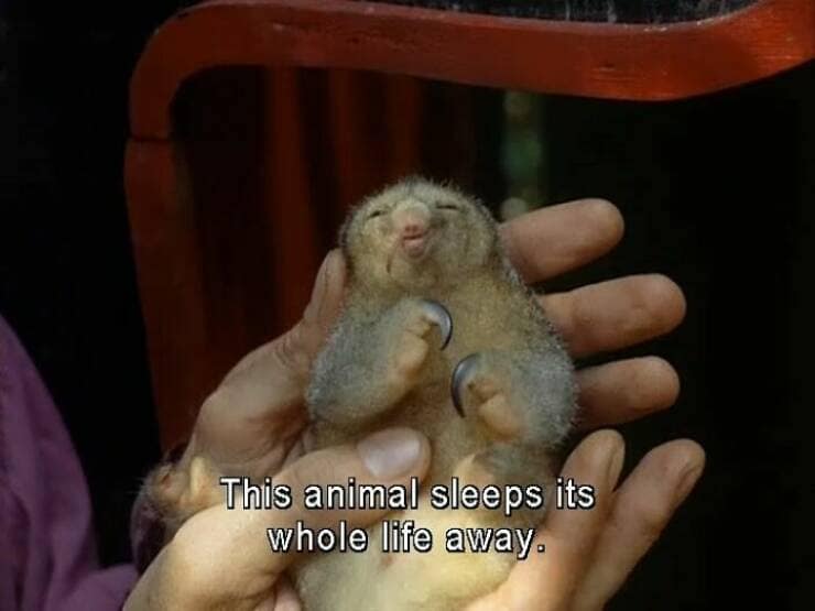 animal memes, pet memes, funny animal pictures, hilarious pet moments, animal jokes, pet humor, funny animal memes