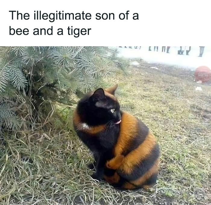 animal memes, funny animal jokes, pet humor, wildlife memes, creature comedy, furry funnies, zoological humor