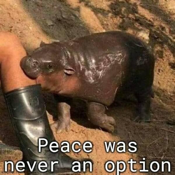 vanimal memes, pet memes, funny animal pictures, hilarious pet moments, animal jokes, pet humor, funny animal memes