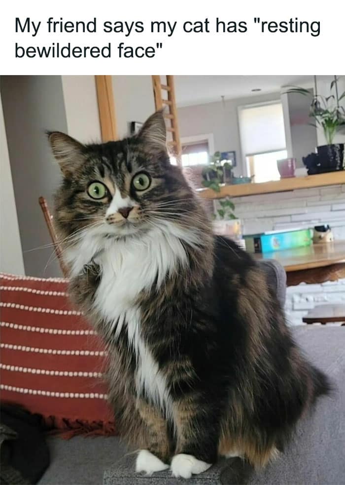 animal memes, funny animal jokes, pet humor, wildlife memes, creature comedy, furry funnies, zoological humor