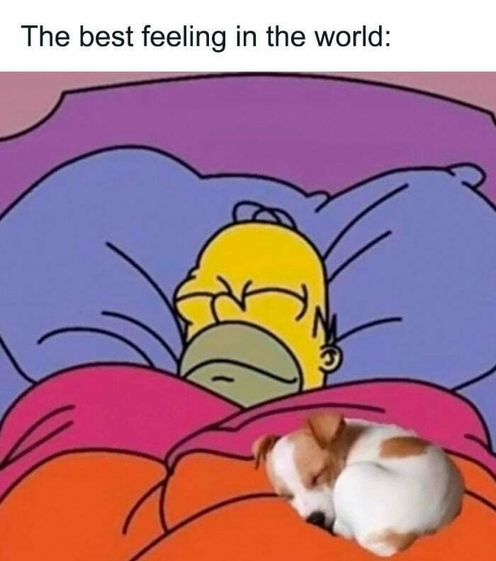 animal memes, pet memes, funny animal pictures, hilarious pet moments, animal jokes, pet humor, funny animal memes