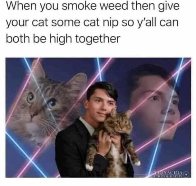 animal memes, pet memes, funny animal pictures, hilarious pet moments, animal jokes, pet humor, funny animal memes