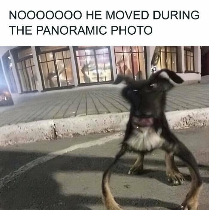 animal memes, grumpy animals, grumpy cat memes, pet memes, funny animal memes