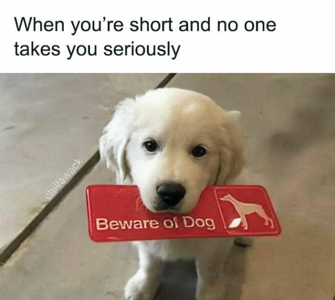 animal memes, grumpy animals, grumpy cat memes, pet memes, funny animal memes