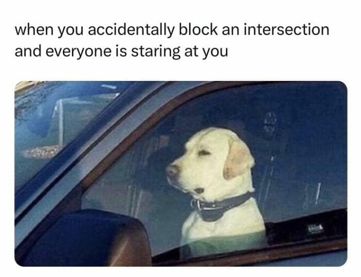 animal memes, grumpy animals, grumpy cat memes, pet memes, funny animal memes