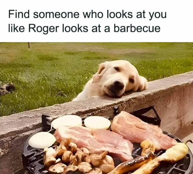 animal memes, grumpy animals, grumpy cat memes, pet memes, funny animal memes